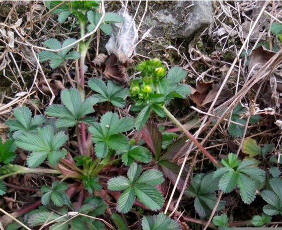 野外中草药药材新鲜蛇含蛇衔威蛇小龙牙中草药紫背龙牙紫背草委陵