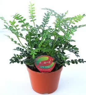 清香木庭院室内绿色植物盆栽地栽四季长青会自然发出清香的清香木