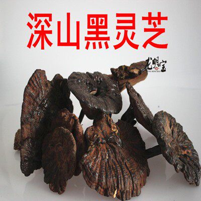 龙泉深山采摘新货农户野生灵芝