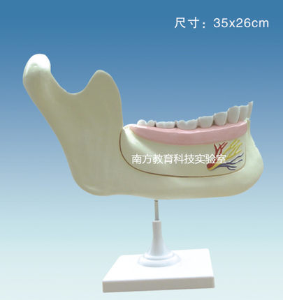 33221牙列及磨齿解剖模型3326生物医疗演示器材 教学仪器 正品