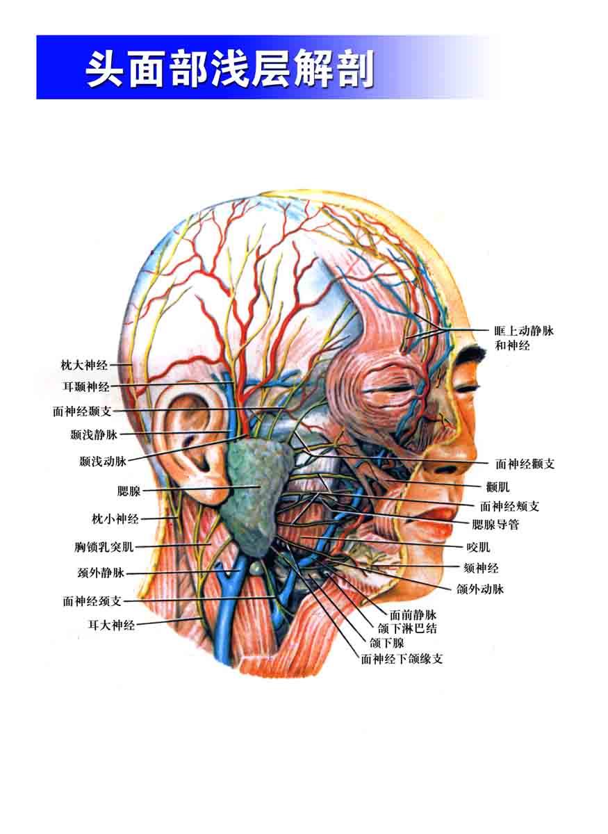 海报印制305素材人体器官展板48头面部浅层解剖 ps  非高清图