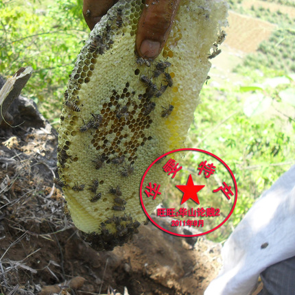 百花蜜野生土蜂蜜广西深山溶洞野生蜂蜜结晶蜜视频采摘包邮