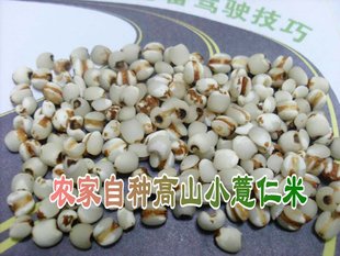 农家山薏米新货小薏米红豆粥薏仁米薏米仁