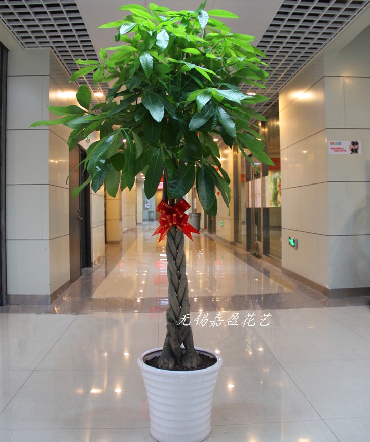无锡发财树招财树天堂鸟幸福树速递搬家搬迁开业商场盆景绿色植物