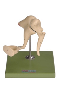 听小骨放大模型A17203/解剖模型