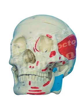 成人头颅骨肌肉着色模型A11111/2