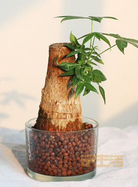 外贸2020简约现代烛台花瓶花罐玻璃碗冰激凌碗水生植物器皿神台灯
