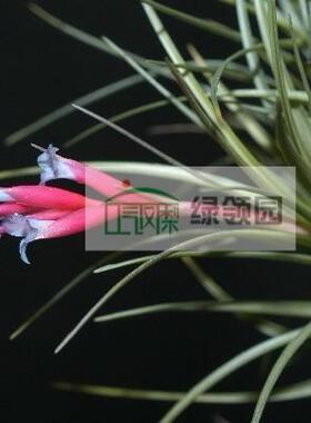 空气凤梨【展示】T. tenuifolia Blue Flwr (Sm)  蓝色花(小)