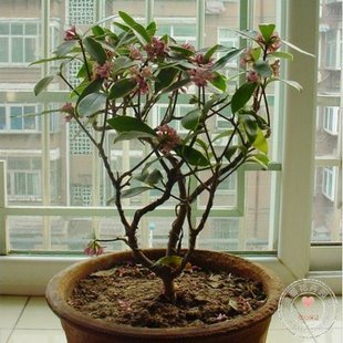 庭院阳台盆栽地栽浓香花卉植物金边瑞香风流树花期春节开放