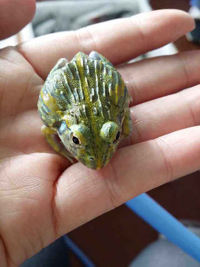 三线非洲牛蛙 箱头牛蛙 5cm左右 包状态发货包风险 接批发