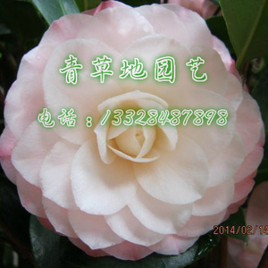 山茶花苗梦三十又名撒威达的梦绿植盆栽花卉庭院阳台植物四季常青