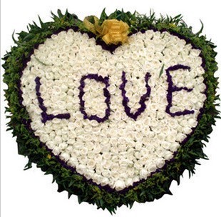 365朵勿忘我送女朋友玫瑰特价