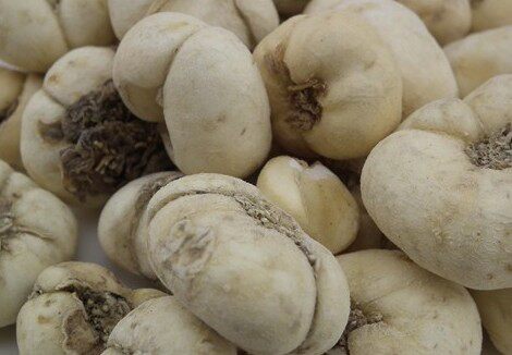 浙贝母浙江浙贝象贝母大贝母土贝母珠贝500克g包邮