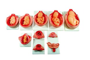 怀孕十月 妊娠胚胎模型 10件胎儿妊娠发育过程模型 怀孕胎儿模型