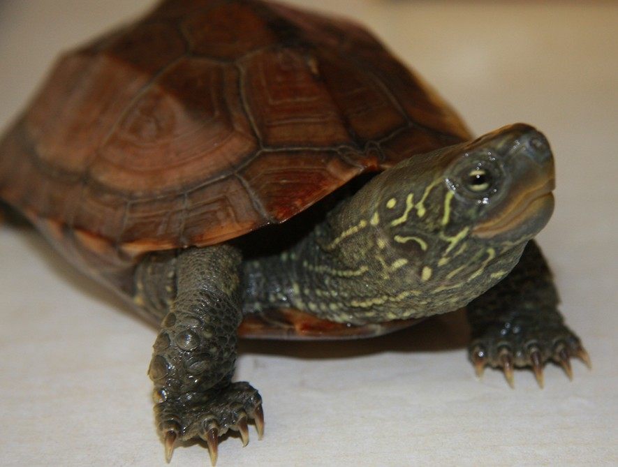 纯小大头母草龟 状态超猛  新出水