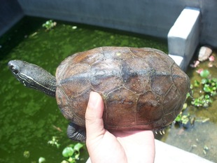 外塘稳产母草 中华草龟 长寿龟 大草龟  发财龟 风水龟 送礼佳品