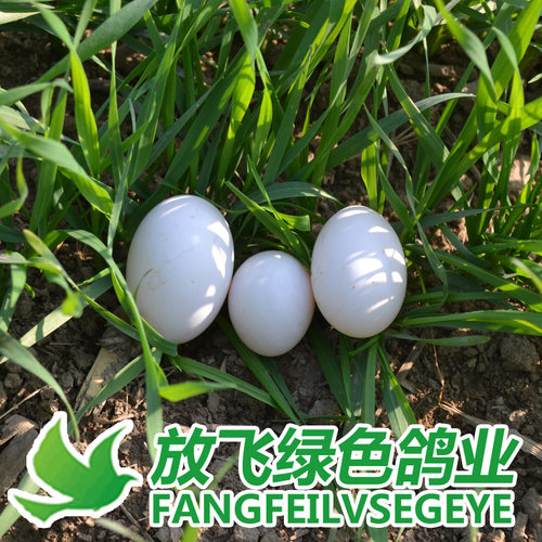 新鲜30枚顺丰初生鸽子蛋宝宝鸽蛋