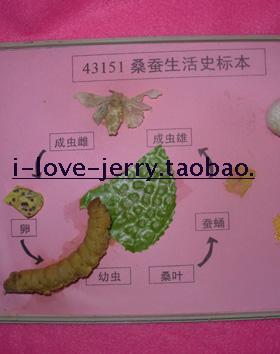 桑蚕生活史标本 43151  科普教学仪器 生物标本
