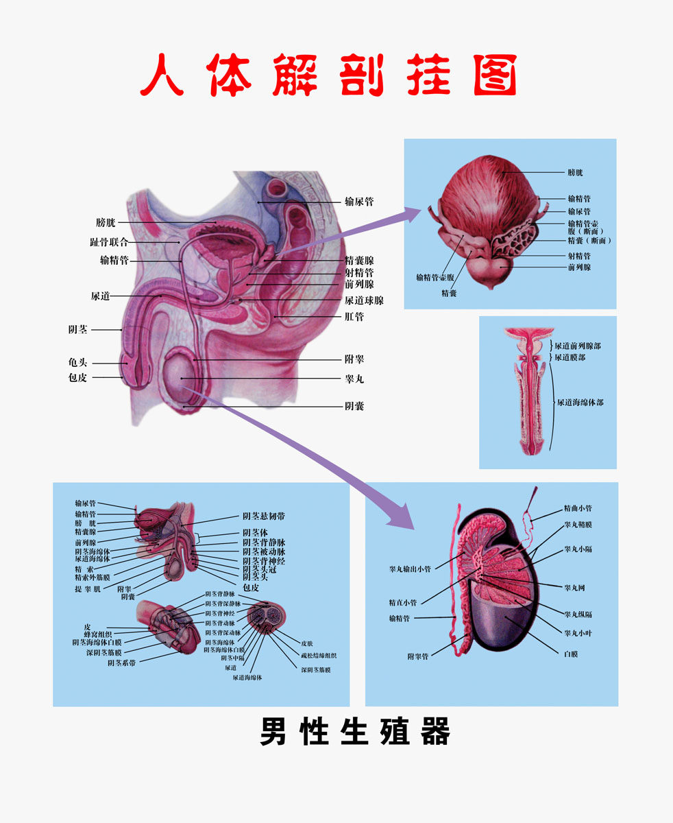 429海报印制海报展板素材75男性生殖器解剖图