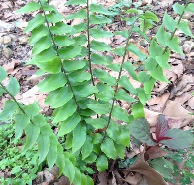 野生新鲜蕨小鸡头小金鸡尾苗贯众