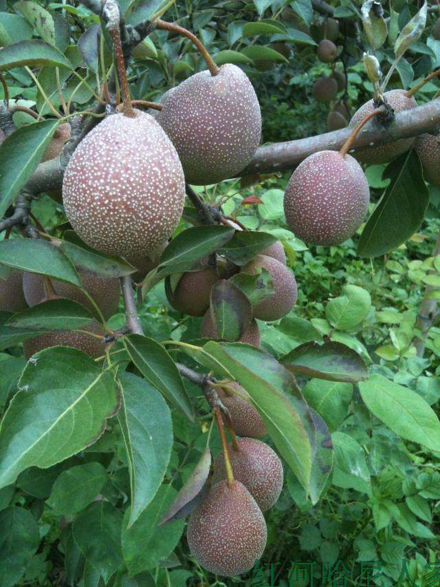 云南红河新鲜小葫芦梨纯甜多汁梨味浓山林无公害水果5斤包邮