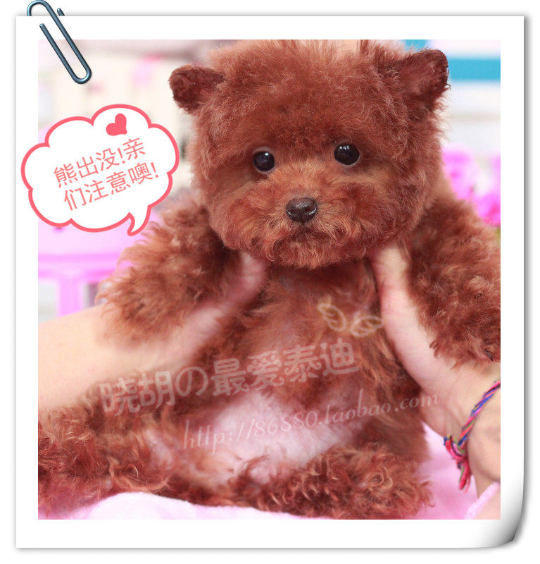 【小胡】泰迪犬 纯种 幼犬 飞狗狗