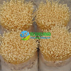 食用菌菌种 黄金针菇优质种 金针菇菌种 金针菇【金都43】原种