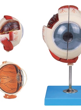 眼球放大模型GD/A17101/眼睛放大解剖模型/眼部解剖放大模型