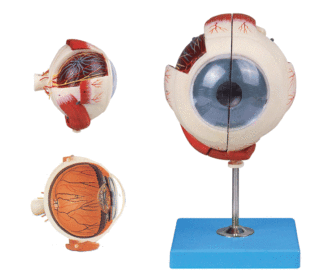 眼球放大模型GD/A17101/眼睛放大解剖模型/眼部解剖放大模型