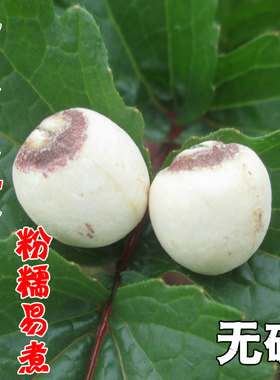 白莲子 湘潭白莲子 磨皮 2025年 包邮 带心 空心 可搭配百合银耳