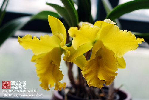 番茄雅韵堂大花卡特兰浓香易花