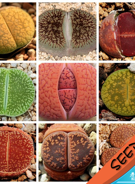 日轮玉系混合种子 Lithops aucampiae mixed 生石花种子 20粒