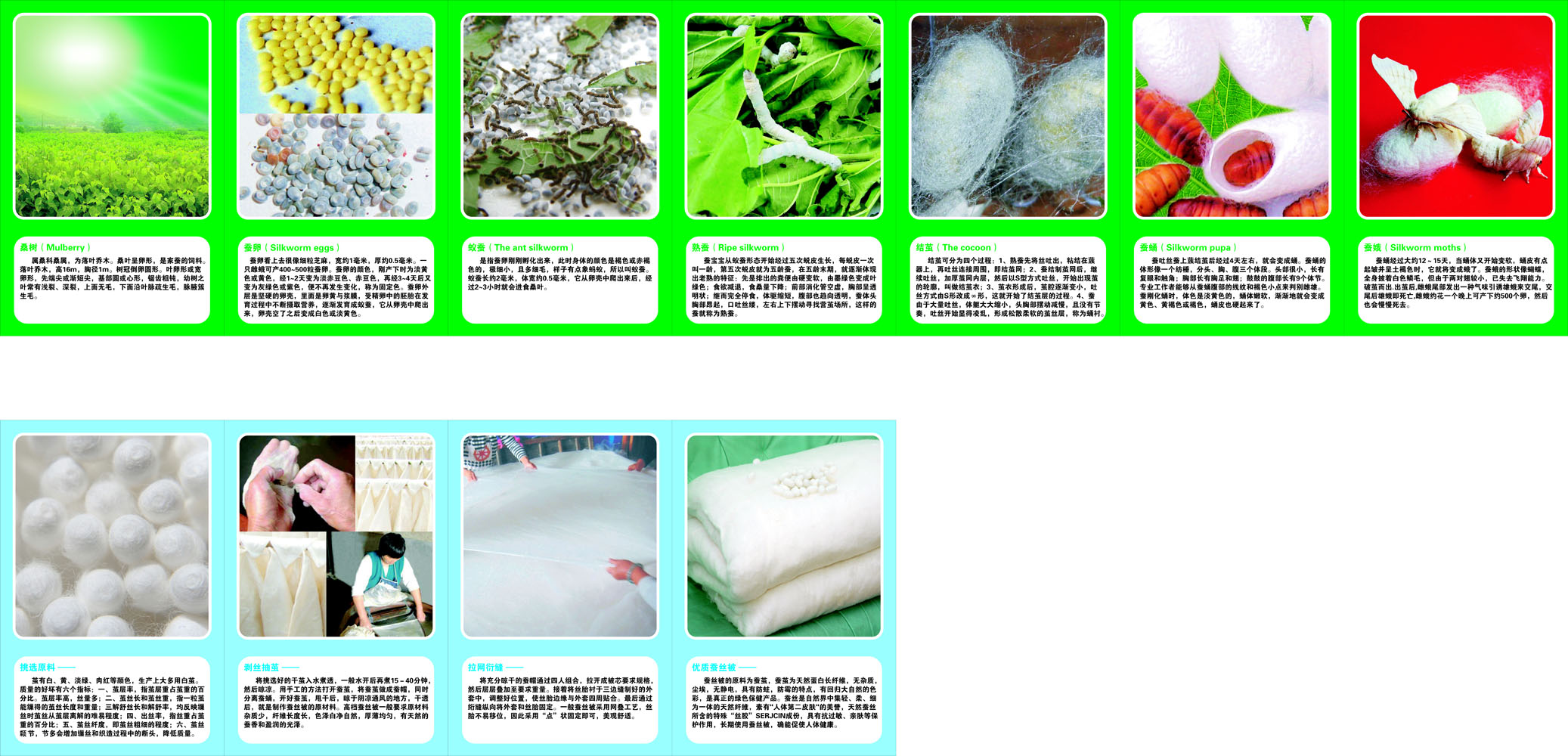 649海报印制展板868蚕的一生生长过程幼桑叶丝被蛹飞蛾结茧