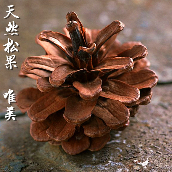 纯天然松果橡果家居diy装饰品松球松塔花插摆件zakka干花拍摄道具