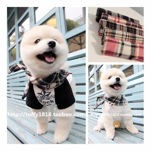 bear宠物格子中大型犬