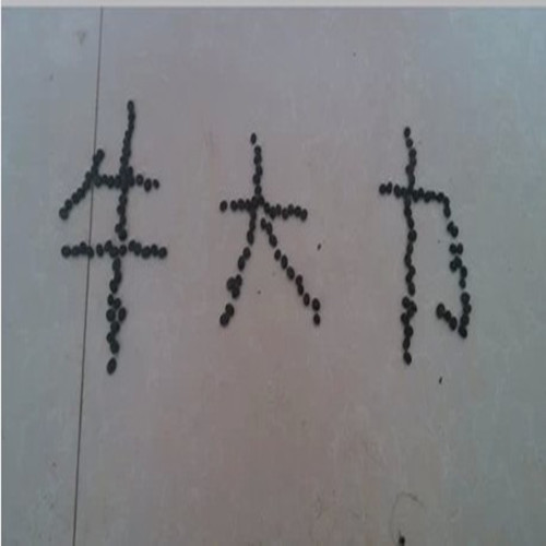 出售牛大力苗牛大力种子牛大力小苗牛大力海五1号W1盆栽各种规格