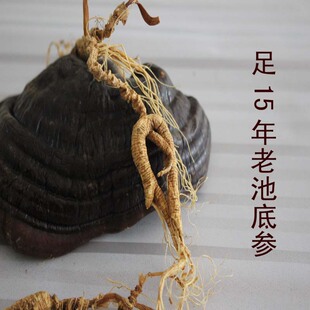 长白山人参林下参断肢残肢 野山参 足15年老池底参 特价促销