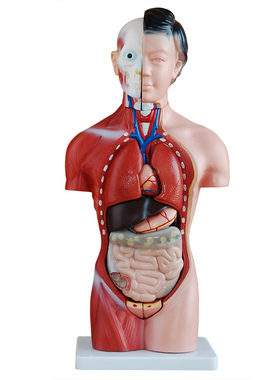 42CM女性躯干模型13件 人体医学解剖模型 内脏模型 XC-202B