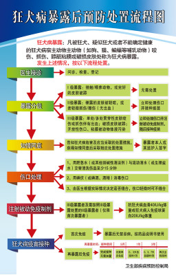 海报印制320处置海报展板素材9狂犬病暴露后防处置流程图