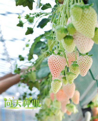 盆栽水果白草莓种子富含维生素