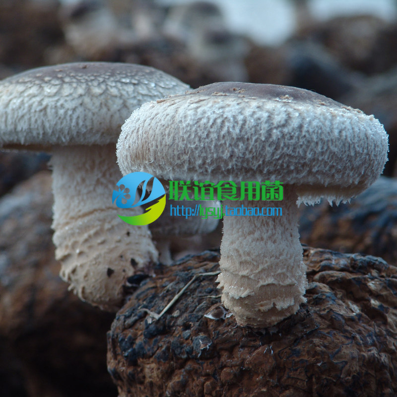 食用菌 菌种 二级种 香菇 长菌龄中熟秋栽新品种 【丰产1号】原种