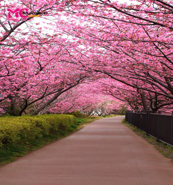 mycolor8 婚纱 影楼摄影背景 风景 樱花背景 素材图片14-229