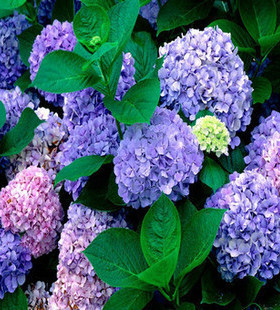 桌面绿色高档花卉绣球花洋绣球八仙花 紫阳花多年生盆栽地栽花苗