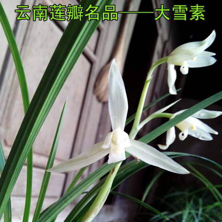 土土特特之云南绿植盆栽莲瓣兰花名品大雪素石鼓原种两苗起售