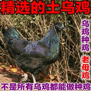 正宗散养黑垚乌鸡精选老母鸡土鸡乌骨鸡农家纯粮新鲜有机柴草笨鸡
