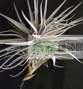 空气凤梨【展示】Tillandsia purpurea 'Shooting Star'沙漠之星