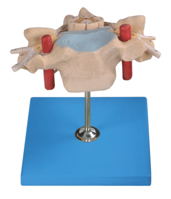 颈椎附脊髓和脊神经放大模型GD/A18105
