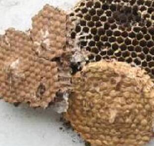自然野生 露蜂房/马蜂窝/胡蜂窝/野蜂窝/黄蜂窝