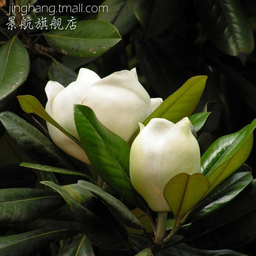 广玉兰 玉兰花树 广玉兰苗 大花玉兰 洋玉兰苗 绿色树 庭院树苗