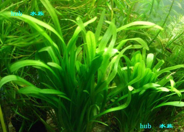 双冠[hub 水族]小水兰-中前景草（买10送3）在类目 宠物/宠物食品及用品, 水族世界, 鱼缸等水族设备, 水草中 - 来自Buy2taobao.com提供专业的淘宝代购服务